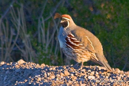 Gambel's Quail_73866.jpg - Gambel's Quail (Callipepla gambelii) photographed near San Antonio, New Mexico USA.